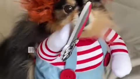 Dog Dressed In Chucky Costume Comes Full Swing At 📷