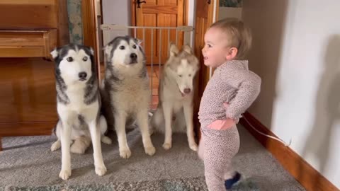 Adorable Hide Seek With My Baby Huskies CUTEST REACTIONS EVER#shorts#viral