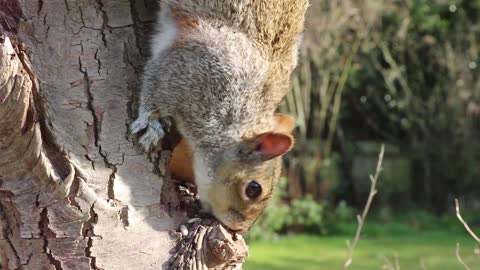 hungry,lovely squirrel