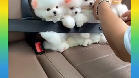 Cute and Funny dog 1