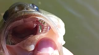 Largemouth bass