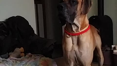 Rosco the Great dane hits his head to the chandelier