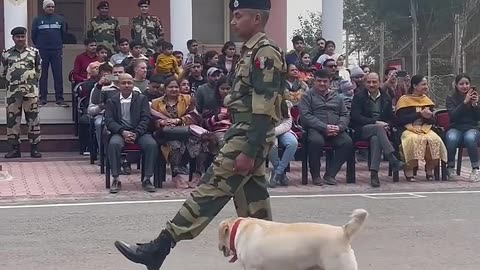 Indian dogs is very intelligent dog