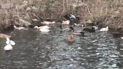 Ducks visit the pond