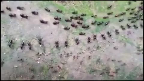 Termites VS Ants