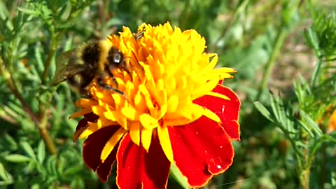 A bee is pollinating a flower in close-up. A bee collects pollen.