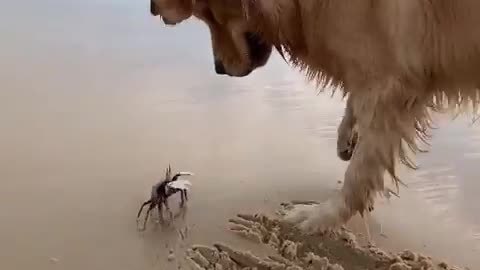 Dog and crab