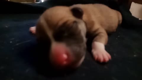New Born puppy