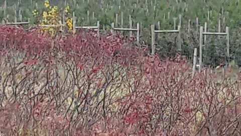 Galesville, Wisconsin Apple trees and the Fall colors. Hebrews 13:15
