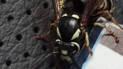 Yellow Jacket Wasp Grooming Itself