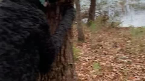 Poodles are amazing hunting or tracking dogs!