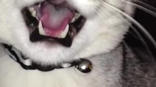 Gato vocal adora charlar con humano
