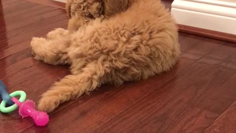 Adorable golden doodle puppy dog trying to get to his tail!