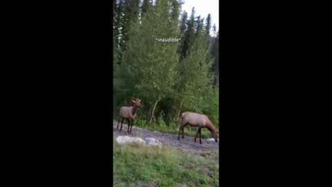 Ignorant tourists unleash dog on elk in National Park dog.