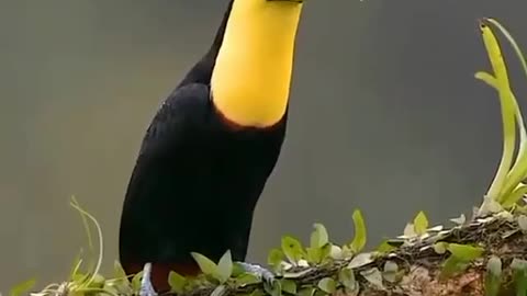 The toucan can be immediately recognized by its long, massive beak