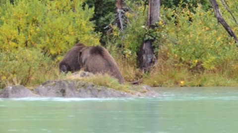 Alaskan Coastal Brown Bear sow with cub attacks unaware sow