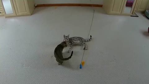 Acrobatic Bengal Kittens Amazing Athleticism