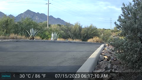 The quieter wildlife in Oro Valley