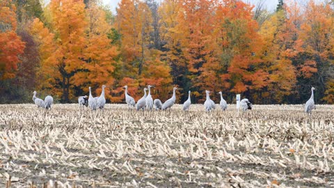 Sand Hill Cranes Frolicking In A Corn Field Come In For A Landing