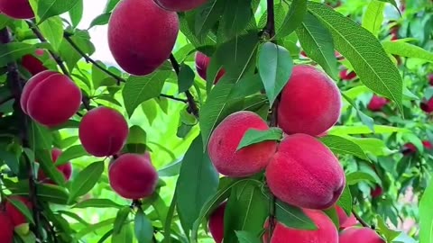 Many fruits in my fields 🍎🍓🍒😍🥰
