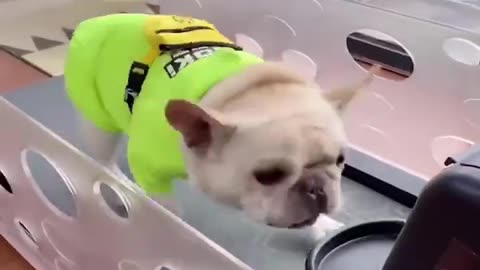 Treadmill Pup 🤣_ Cute Animals Video Bank - Creative Common Videos