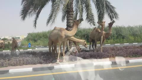 Camels on the roads of Dubai