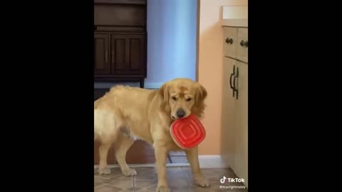 Funny Animal Videos that Will 100% Make You Laugh 😂