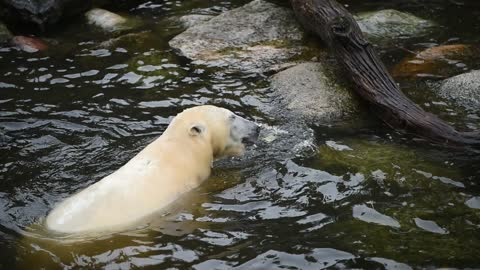 Polar Bear Plays With A Dead Cat