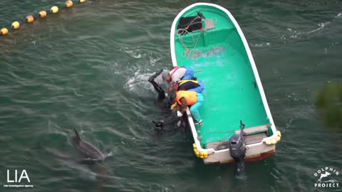 Taiji-Japan as a small pod of Risso's Dolphis were destroyed