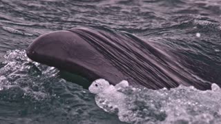 Wild Whale encounter 🐋