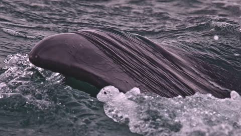 Wild Whale encounter 🐋