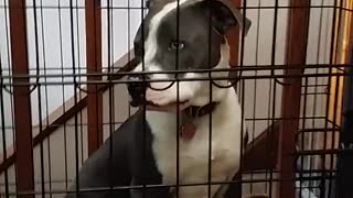 Cachorro canta junto con su dueña