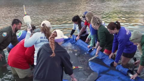 Rescuers Release Dozen Orphaned Manatees Back To The Wild In A Single Day 1