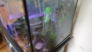 Fish tank with glo fish