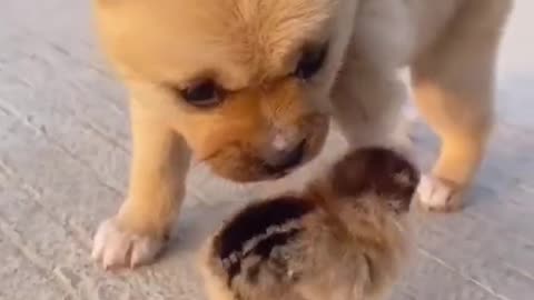 Cute puppy trying say hello to his new baby chick cutest moment