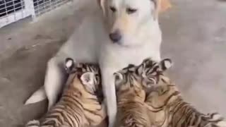 Dog feeds tiger cub