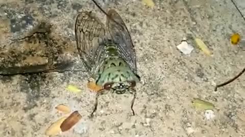 Have you seen this fly?