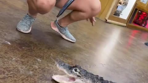 Crocodile comdy
