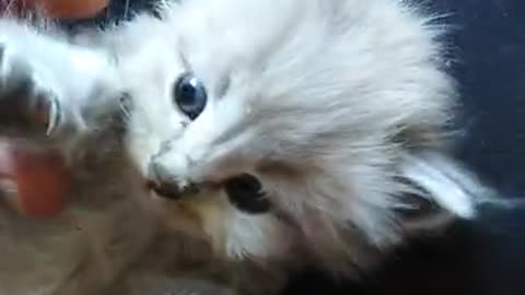 Kitten Lying on a Person's Lap