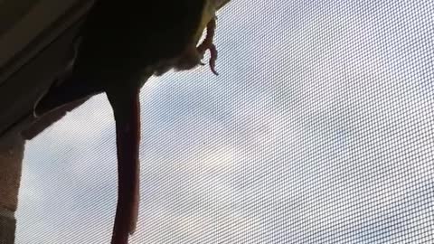 Spider parrot