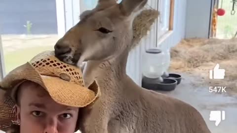 Kangaroo Chokes Out WeeMan