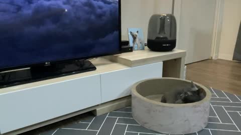 a cat watching TV