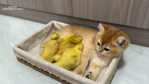 The kitten saved the duckling, and the duckling received the kitten s personal VIP service.😊so cute