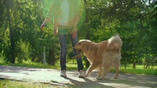 Dog training videos ( part-1❤️)