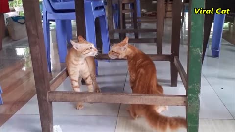 Cats fighting funny video you must watch