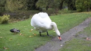 Beautiful swan & ducks lunch time..🦢🦤