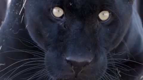 Black panther 🖤
