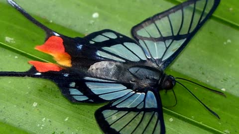 Beautiful Butterfly Video