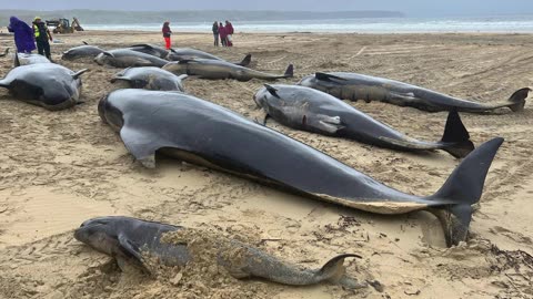 More than 50 pilot whales dead after mass stranding on Scottish island