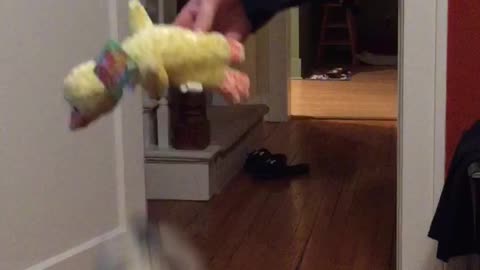 Dog Dances for her Quacking Duck